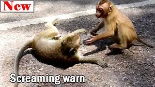 Poor orphan monkey not yet welcome from Amber group, Bret Janet call group warn to orphan