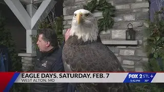Learn about eagles at Eagles Days event in West Alton, MO
