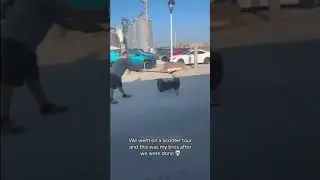 This Memes Would Make You Laugh Very Hard!!! #memes #funnymeme #dank #funny #laugh #comedy #tiktok