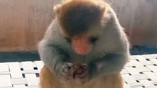 kiki monkey trying to eat walnuts Beez tricks and travel