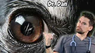 You need help!!  When Eye Drops Aren&rsquo;t Enough for your dog's Eye.