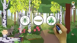 How does the diversity of forests affect human health and well-being?