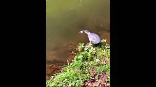 cet oiseau est tr&egrave;s intelligent #fishing #p&ecirc;che #pourtoi #passion #peche #france #charentemaritime