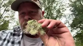 Old Man&rsquo;s Beard Usnea #medicine #herbs #knowledge #outdoors 