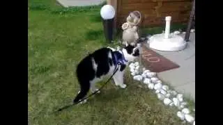 Katze Sanny sieht Kater Mike im Hof  ;-)