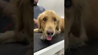 👁️ Behind the scenes at The Eye Vet! 🦜🔍