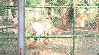 Tiger # ka# imagine #vidio raj spicy vlog