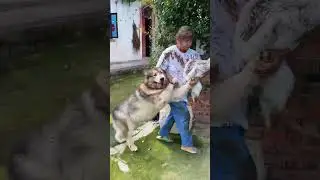 Goosee VS Husky 🤣 #funnyshorts