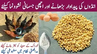 Poultry Feed Premix in Winter | Chicken Growth Promoter | Immune Booster |  Eggs Production Booster