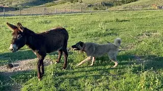 FENOMEN EŞEK K&Ouml;PEKLERİ KOVALADI