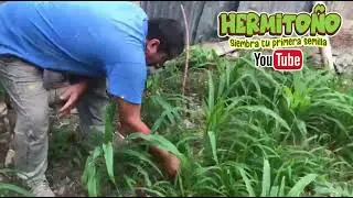 CORN: HOW TO GET GOOD RESULTS