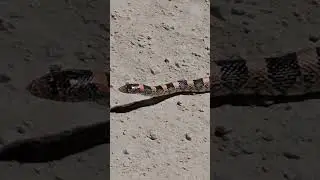 Long-nosed snake (Rhinocheilus lecontei)
