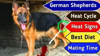 German Shepherd Female On Heat |Dog heat signs and symptoms |German shepherds