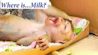 Sadness Baby Axel/ Baby monkey Axel hungries &cry too much/ Axel can't sleep without milk