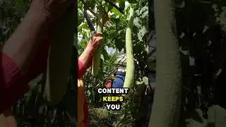 The hidden power of the luffa gourd? #LuffaGourd #SpongeGourd