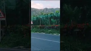 roadside flowers