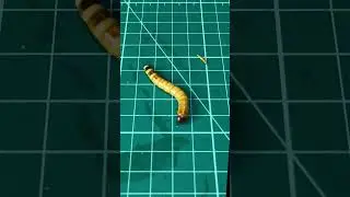 Zophoba vs Chinese Weevil: REAL size difference 🐛
