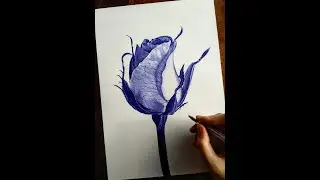 Rose Sketch Using Ballpoint Pen | Time lapse | BornAdroit