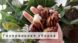 ГЕНЕРАЛЬНАЯ УБОРКА У УЛИТОК|Питомник 