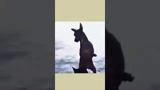 video de cachorro dan&ccedil;ando para gato