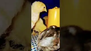 Fancy Hens chicks in Faisalabad #fancyhenfarming #fancychicken #animals