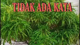 Tanaman Hias Brokoli Kuning Super Jumbo II Tidak Ada Kata