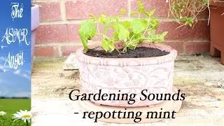 ASMR Gardening - A sounds video of potting up plants (no talking)