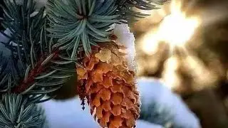 Утро ☀️ Нового 🎄 года в стиле Цигун ☯️ Тайцзи !  Канал Bodhi 🙏 Satva в прямом эфире !