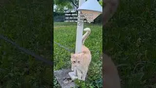 Farin's daily cat walk 😍 #catonthebeat #carsofyoutube #catonleash #fahrradtour #hundevideos #hunde