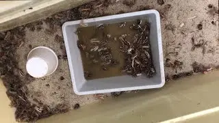 5 STEPS to Keep Fiddler Crabs Alive!