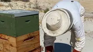 Back in the Apiary! Hive Check, Feeding Bees & Summer Flow Prep  | Part 2