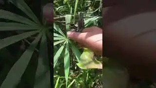 cobralilly Dr kiran Paudel #jackinthepulpit #poison #medicinalplants #herbalife