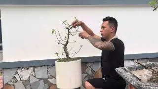 Bending and pruning from a fig tree after 3 months creates a mini bonsai tree