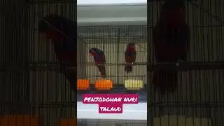 Penjodohan Nuri Talaud #lory #lorikeet #ternakburung #breedingparrot #breedingbirds