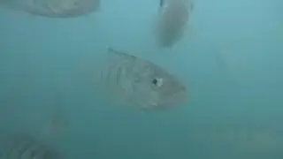 Navy Pier Perch Fishing In Cold Weather~Bonus Underwater Footage!