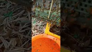 Hive Door Displays Real Bee Work