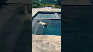 DOG COOLING off in a POOL