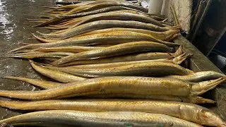 মহিপুর ঘাটে সোনা বাইন মাছের দাম ৫৫ হাজার টাকায় বিক্রি।মাছ কম থাকায় মাছের দাম অনেক বেশি মহিপুর ঘাটে। 