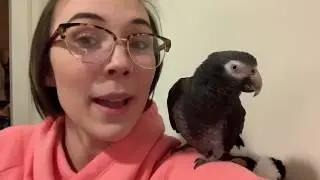 Surprising My Fianc&eacute; With A Bird?! | MEET SAMMY THE AFRICAN GREY!!