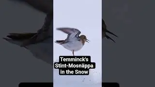 The Most Delicate Bird Sound You'll Ever Hear #NatureCalming #ArcticBirds