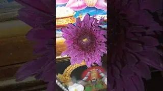 Not plastick flowers but real flowers#youtube#short#video🙏🙏