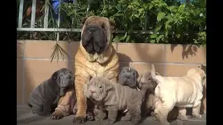 Bebés shar peis con mamá, 6`5 semanas de edad.