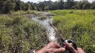 Full sambaran gabus di rawa yang semak