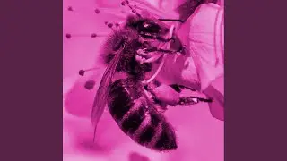 Honey Season (Demo)
