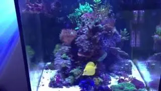 50x50x50 nano reef