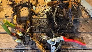 Как выкапывать и разделять пионы, чтобы получить свободные растения #gardenerben