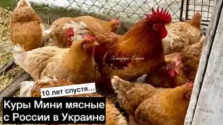 Откуда взялись эти куры?//Моя история приобретения кур Мини мясные палевые в Украину