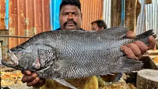 KASIMEDU SPEED SELVAM | BIG SEA BASS FISH CUTTING VIDEO | 4K VIDEO | KM FISH CUTTING 