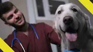 Most Common Accusations That Can Put a Veterinary License in Jeopardy