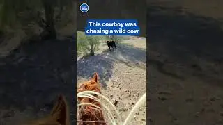 Dramatic footage of cowboy using lasso to capture runaway bovine